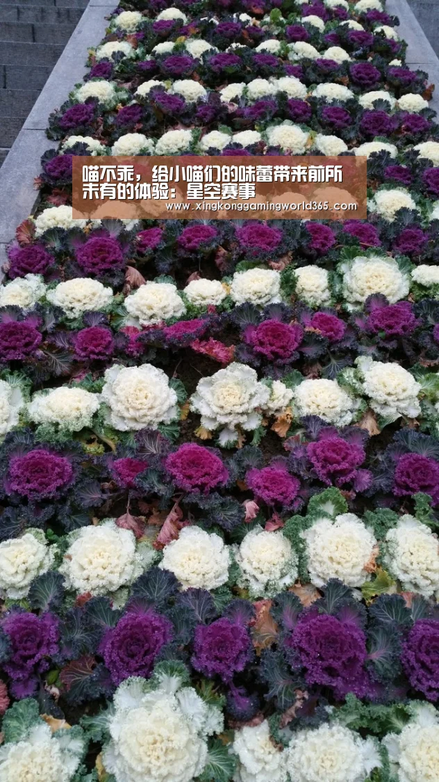 喵不乖,给小喵们的味蕾带来前所未有的体验:星空赛事(图1) 星空竞猜
